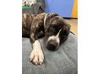 Adopt Sigh a Brindle - with White Pit Bull Terrier dog in Papillion