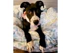 Adopt Daffney a Black - with White Terrier (Unknown Type