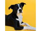 Adopt Lilly Sun a Black - with White Border Collie dog in Whitestone