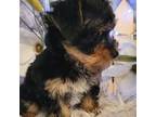 Schnauzer (Miniature) Puppy for sale in Republic, MO, USA