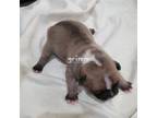 French Bulldog Puppy for sale in Saint Peters, MO, USA