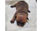 French Bulldog Puppy for sale in Saint Peters, MO, USA