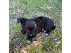 Chihuahua Puppy for sale in Andersonville, TN, USA