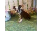 Boston Terrier Puppy for sale in Lakeland, FL, USA