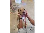 Adopt Chester a Red/Golden/Orange/Chestnut American Staffordshire Terrier /