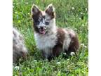 Pomeranian Puppy for sale in Trion, GA, USA