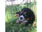 Cavalier King Charles Spaniel Puppy for sale in Hartwell, GA, USA