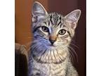 Adopt Tulip a Gray, Blue or Silver Tabby Domestic Shorthair / Mixed (short coat)