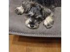 Schnauzer (Miniature) Puppy for sale in Eastman, GA, USA