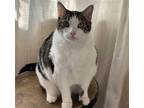 Adopt Reyes a Brown Tabby Domestic Shorthair / Mixed (short coat) cat in Los
