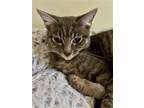 Adopt Magik a Gray, Blue or Silver Tabby Domestic Shorthair / Mixed (short coat)