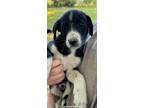 Adopt Olaf a Black - with White Australian Cattle Dog / Australian Shepherd /