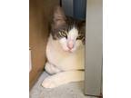 Adopt Jon Snow a Domestic Shorthair / Mixed cat in San Antonio, TX (38562524)