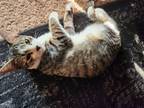 Adopt Taffeta a Domestic Mediumhair / Mixed cat in San Antonio, TX (38509467)