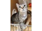 Adopt Benita a Domestic Mediumhair / Mixed cat in San Antonio, TX (38459207)