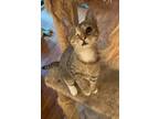 Adopt DUCHESS a Tan or Fawn Tabby American Shorthair / Mixed (short coat) cat in