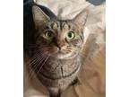 Adopt MISS KITTY a Gray, Blue or Silver Tabby American Shorthair / Mixed (short