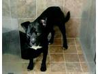 Adopt BANDIT a Black - with White Labrador Retriever / Mixed dog in CARISLE