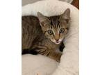 Adopt Tater a Brown Tabby American Shorthair / Mixed (short coat) cat in Olive