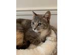 Adopt LuLu a Calico or Dilute Calico Calico / Mixed (short coat) cat in Olive