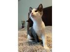 Adopt Skye a Gray or Blue (Mostly) British Shorthair / Mixed (short coat) cat in