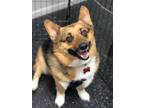 Adopt Dusty - BONDED WITH RAMBO a Red/Golden/Orange/Chestnut - with White Corgi