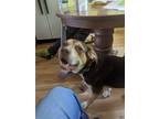 Adopt Reeses a Brown/Chocolate - with White Labrador Retriever / Husky / Mixed