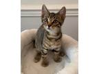 Adopt Fred a Brown Tabby American Shorthair / Mixed (short coat) cat in Olive