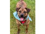 Adopt Zohra a American Staffordshire Terrier / Mixed dog in Darlington