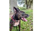 Adopt Frankie a Black Mixed Breed (Medium) / Mixed dog in Williston