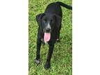 Adopt Delilah a Labrador Retriever / Border Collie / Mixed dog in WAYNESVILLE