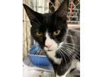 Adopt Scooter a Black & White or Tuxedo Domestic Mediumhair / Mixed (medium