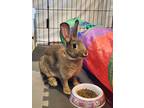 Adopt Reggie a Sable Chinchilla, Standard / Mixed rabbit in Pasco, WA (38461871)