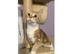 Adopt Dwight a Orange or Red Tabby Domestic Shorthair / Mixed cat in