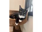 Adopt Lana a Black & White or Tuxedo Domestic Shorthair / Mixed cat in Elmsford