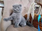 Scottish Fold Zoya