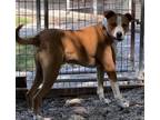 Adopt Bark Wahlberg (Crusher) a Redbone Coonhound / Cattle Dog / Mixed dog in