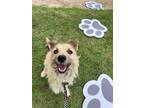 Adopt Flurry a Schnauzer (Standard) / Terrier (Unknown Type