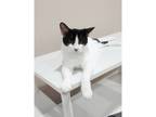 Adopt Edmund a Domestic Shorthair / Mixed cat in Kalamazoo, MI (38484334)