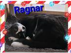 Adopt Ragnar a Black & White or Tuxedo Domestic Shorthair / Mixed (short coat)