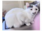 Adopt Mindy a Domestic Shorthair / Mixed cat in Kalamazoo, MI (38561257)