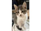 Adopt Jesse kitten - Willow a White Domestic Shorthair / Mixed cat in Warrenton