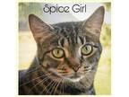 Adopt Spice Girl (FCID# 06/05/2023 - 47 Trainer) C a Domestic Shorthair / Mixed