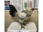 Adopt Roombus a Chicken bird in Escondido, CA (38453830)