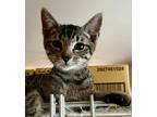 Adopt Sketch a Gray, Blue or Silver Tabby Domestic Shorthair (short coat) cat in