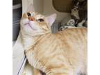 Adopt Rupert (MC) a Orange or Red Domestic Mediumhair / Mixed (medium coat) cat
