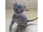 Adopt Timmy (MC) a Gray, Blue or Silver Tabby Domestic Shorthair / Mixed (short