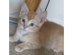 Adopt Edward (MC) a Orange or Red Domestic Mediumhair / Mixed (medium coat) cat
