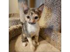 Adopt Mariah (Shawna) a Calico or Dilute Calico Calico / Mixed (short coat) cat