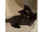 Adopt Smokey (Shawna) a All Black Bombay / Mixed (medium coat) cat in Napa